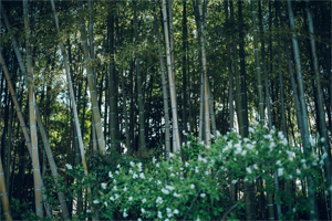 01_L1030868
